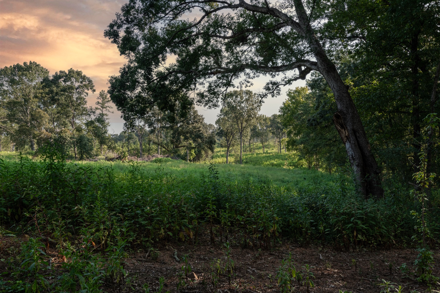 Native quail habitat beneath mature oaks at sunset